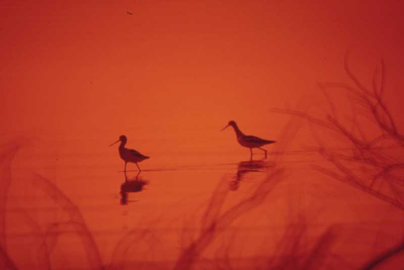The Midwife At Auschwitz